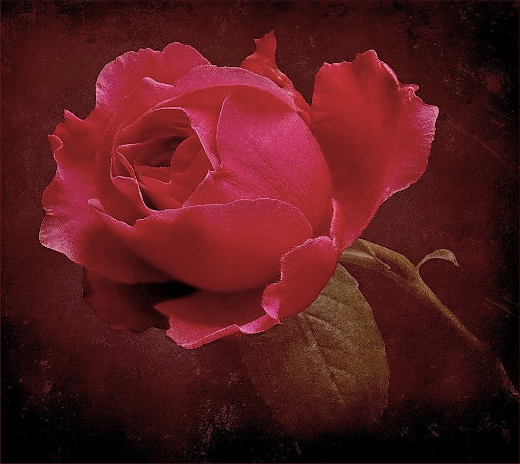 RED Rose,Textur