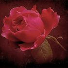 RED Rose,Textur