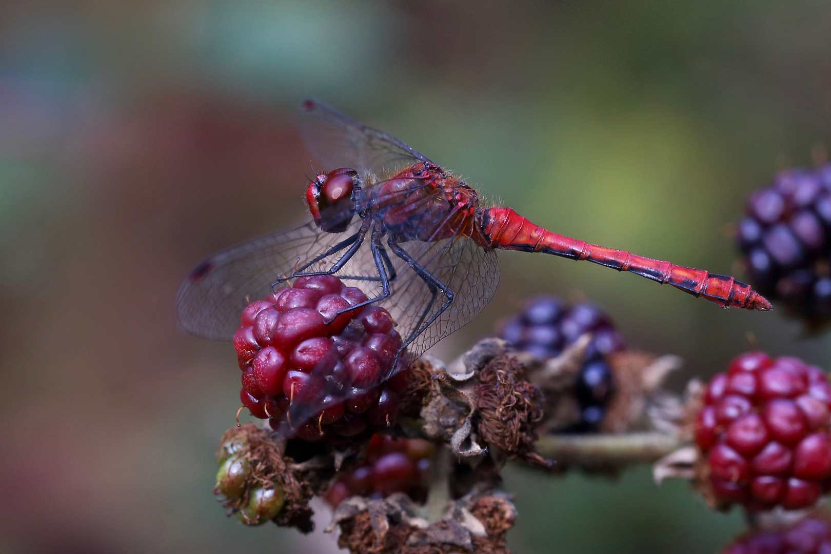 Red – Rouge – Rot