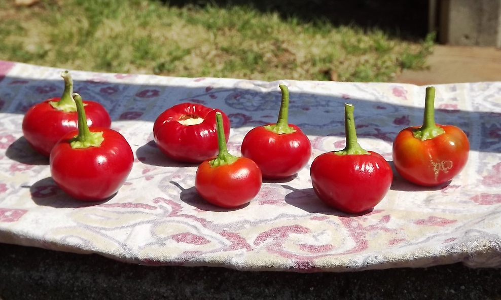 Red Round Chili