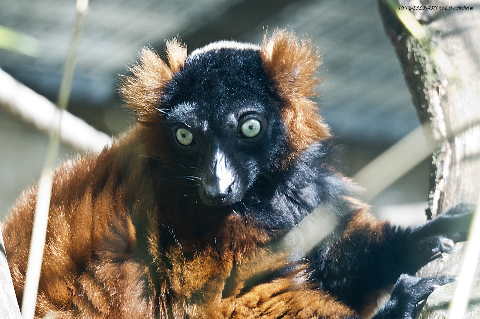 Red-ruffed Lemur