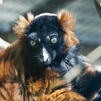 Red-ruffed Lemur