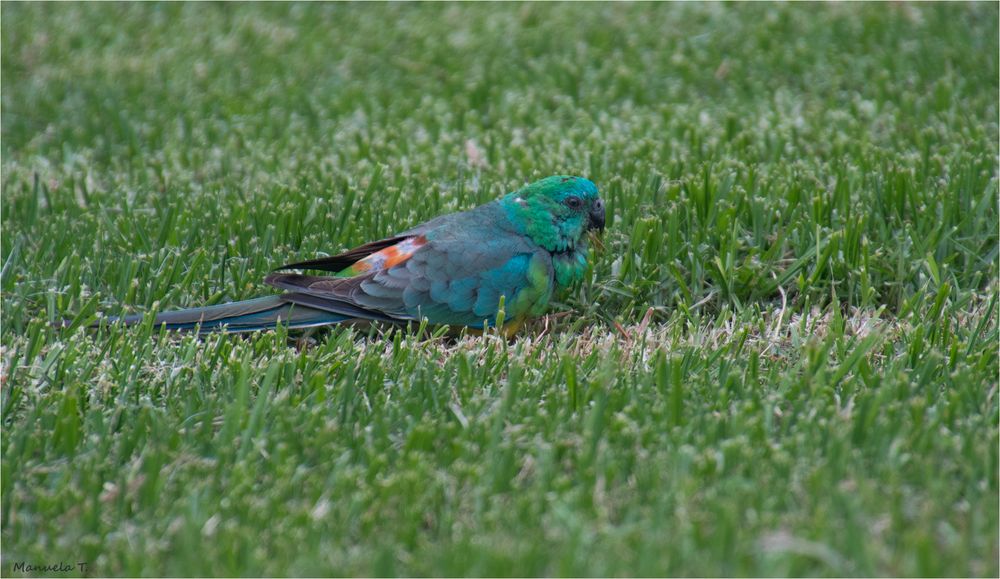 Red-rumped parrot