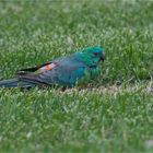 Red-rumped parrot