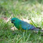 Red-rumped parrot