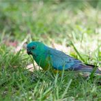 Red-rumped parrot