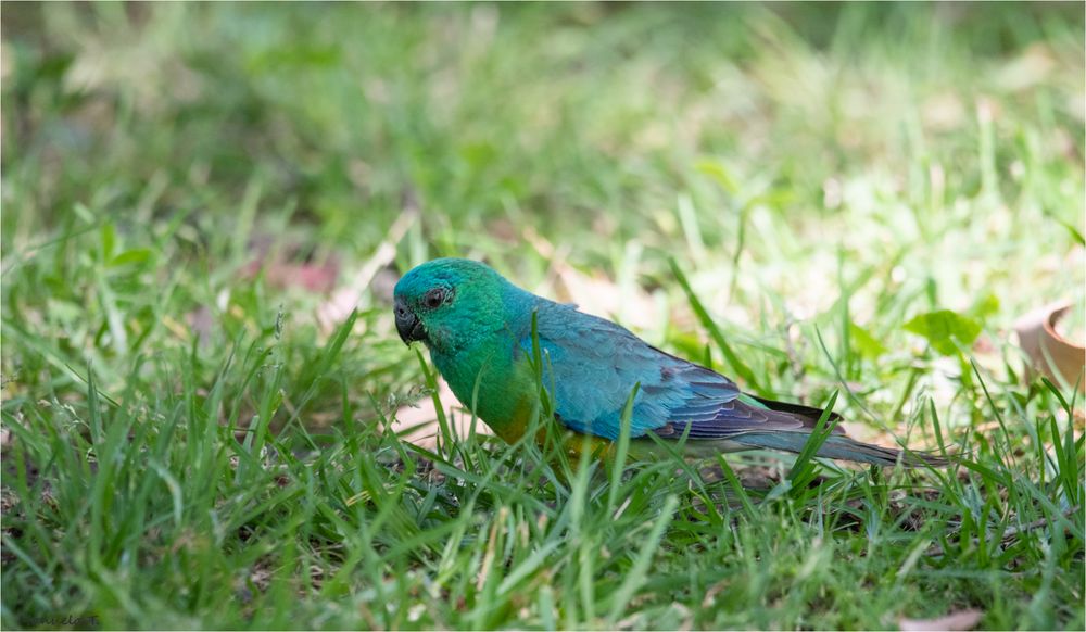 Red-rumped parrot