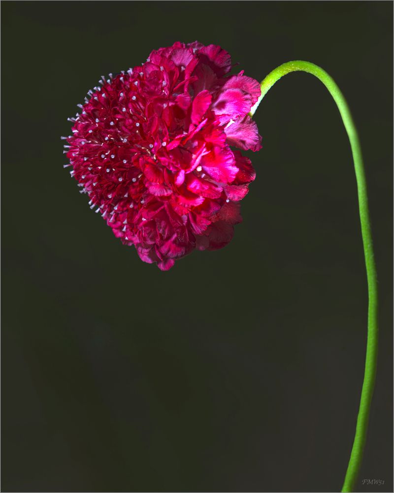 Red scabiosa