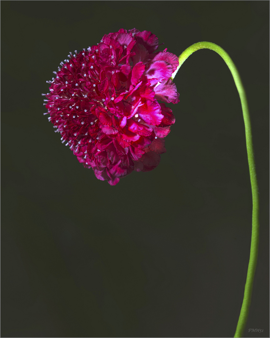 Red scabiosa