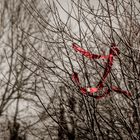 red scarf