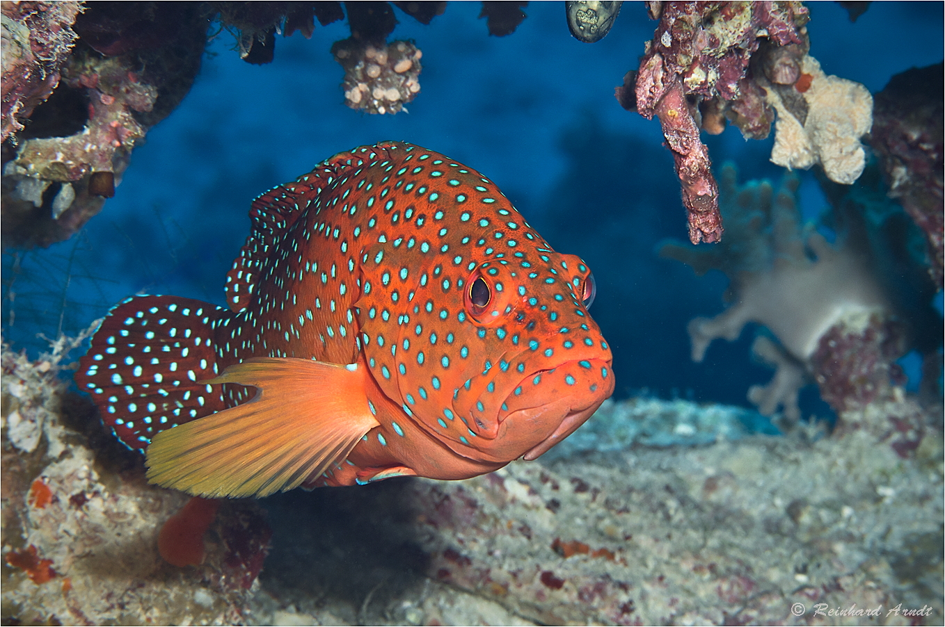 red sea beauty