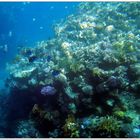 Red Sea Coral