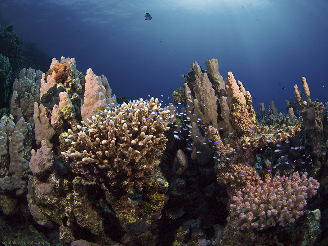 red sea coral garden