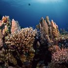 red sea coral garden