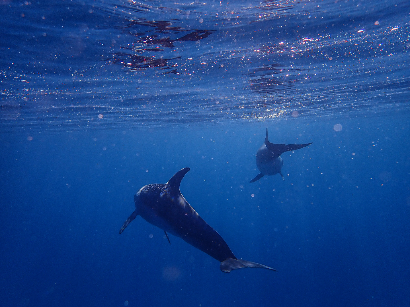 Red Sea Dolphins