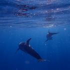 Red Sea Dolphins