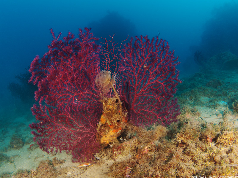 red sea fan with tube worm