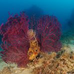 red sea fan with tube worm