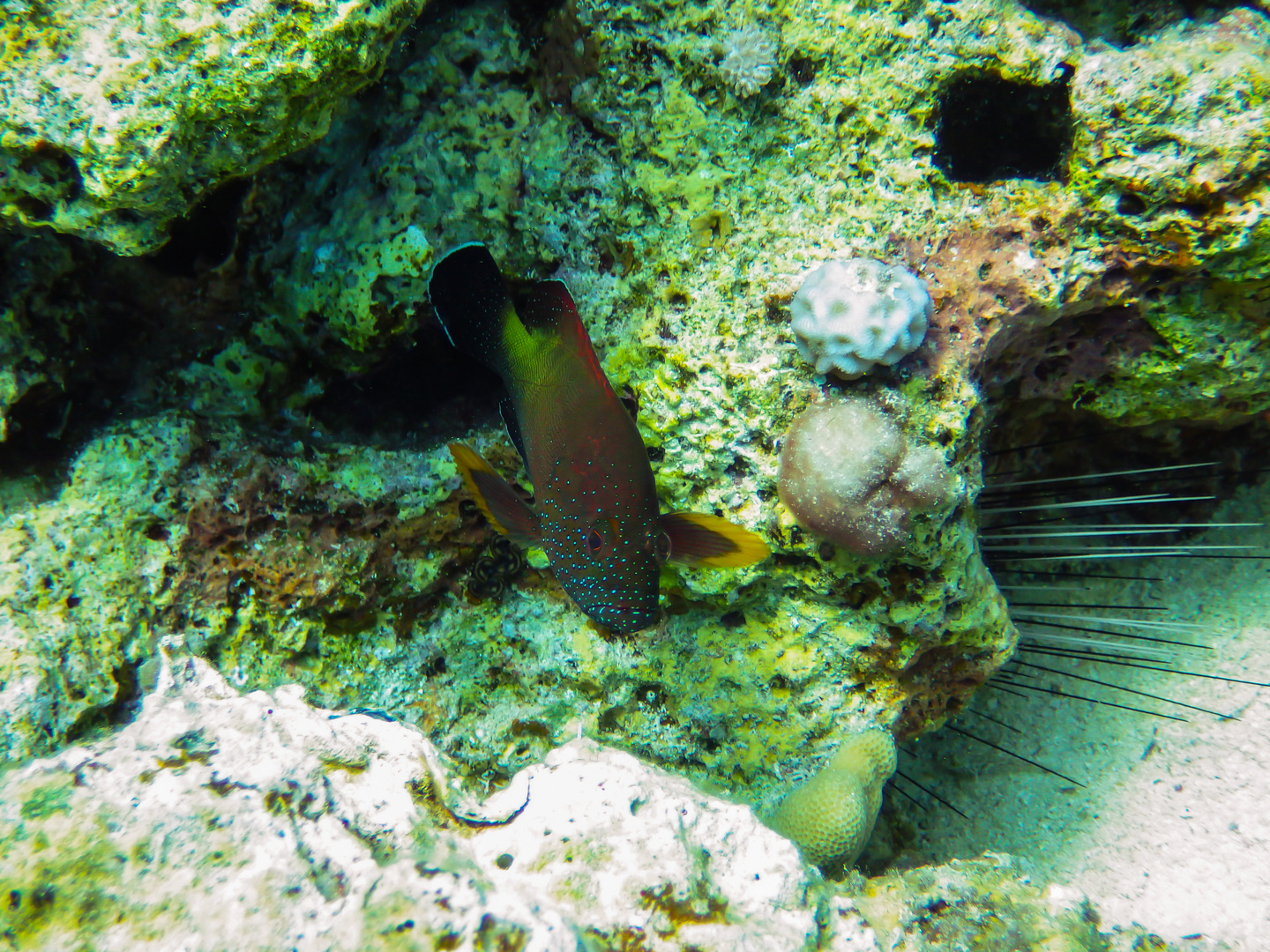 Red Sea Fish