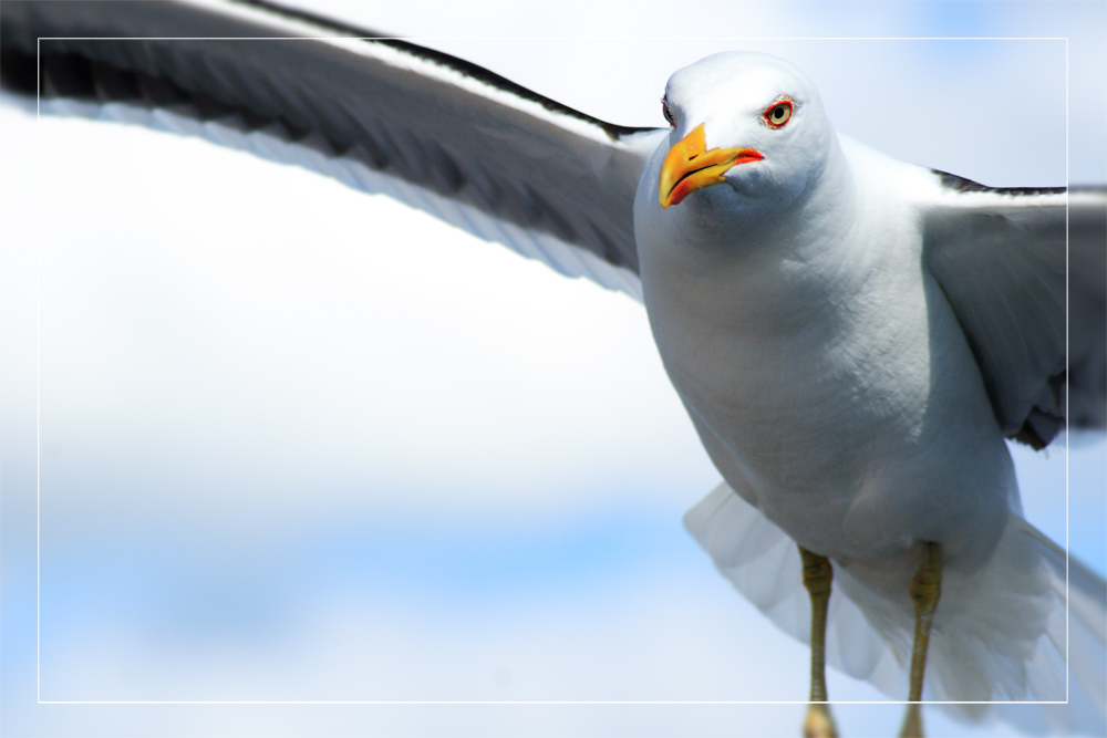 Red Sea-Gull-Eyeliner - taste excellent ;)