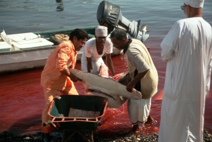 " Red Sea" in Oman