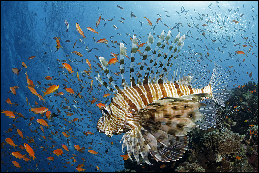 red sea lion