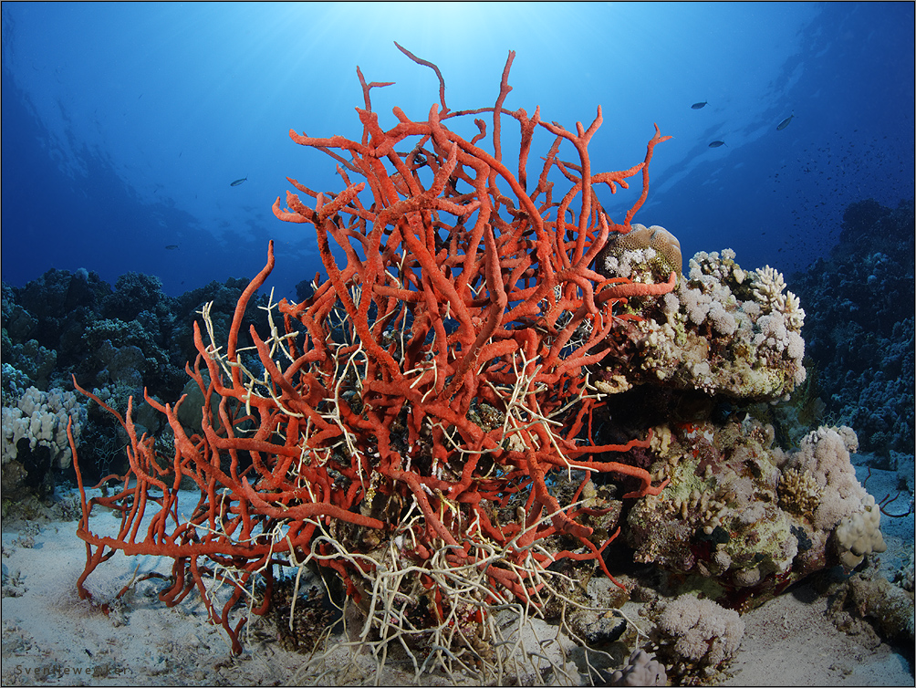 red sea red sponge