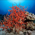 red sea red sponge