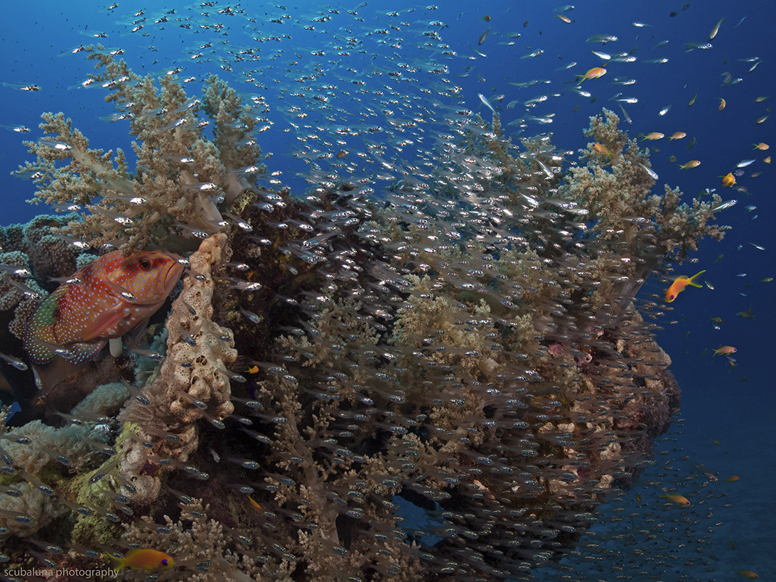 Red Sea Reef Area