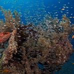 Red Sea Reef Area