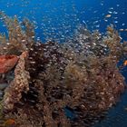 Red Sea Reef Area II