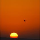 Red Sea sunrise II