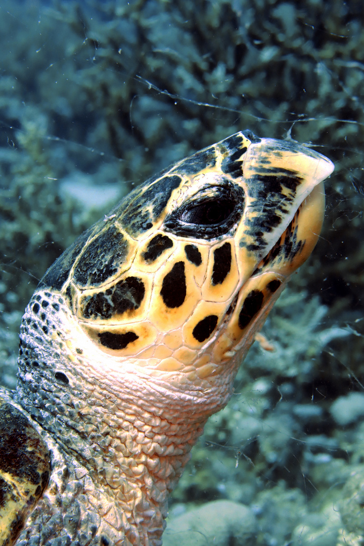 Red Sea Turtle