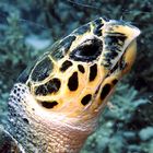 Red Sea Turtle