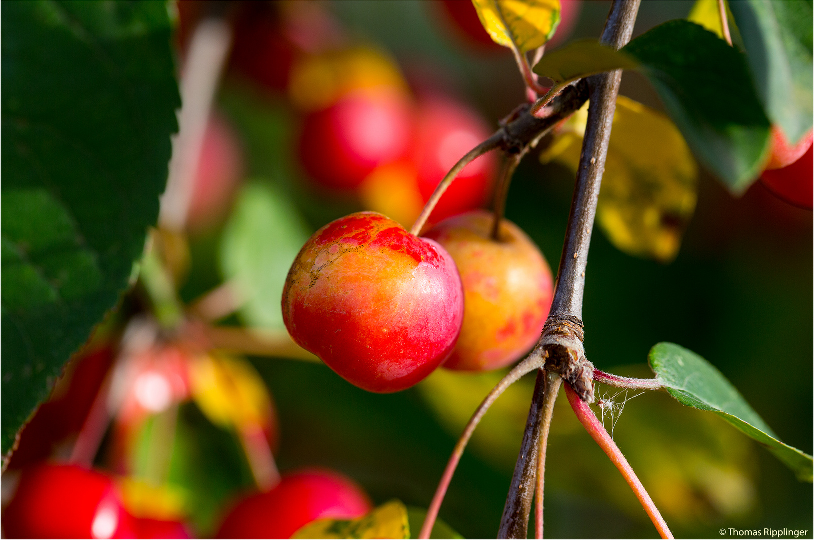 Red Sentinel Zierapfel (Malus).