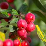 Red Sentinel Zierapfel (Malus)