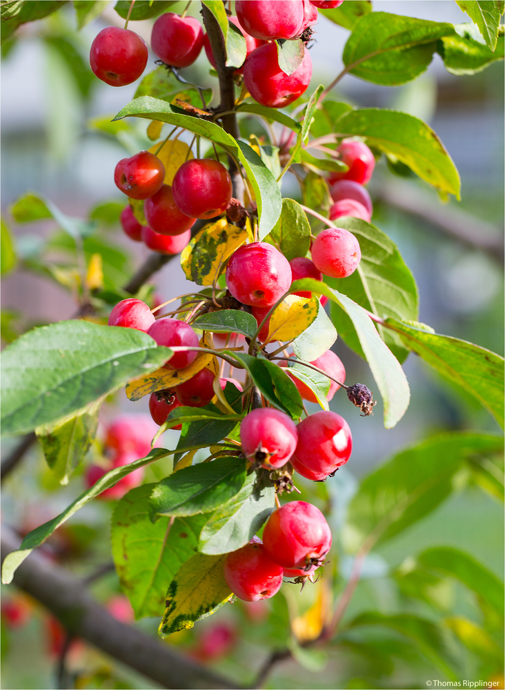 Red Sentinel Zierapfel (Malus)..