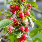 Red Sentinel Zierapfel (Malus)..