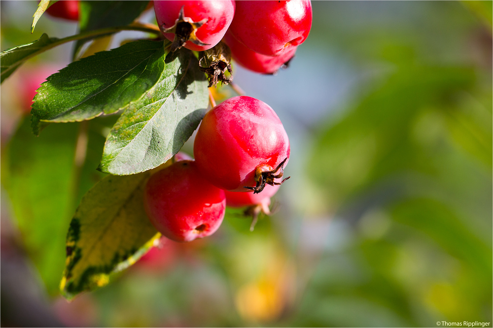 Red Sentinel Zierapfel (Malus)...