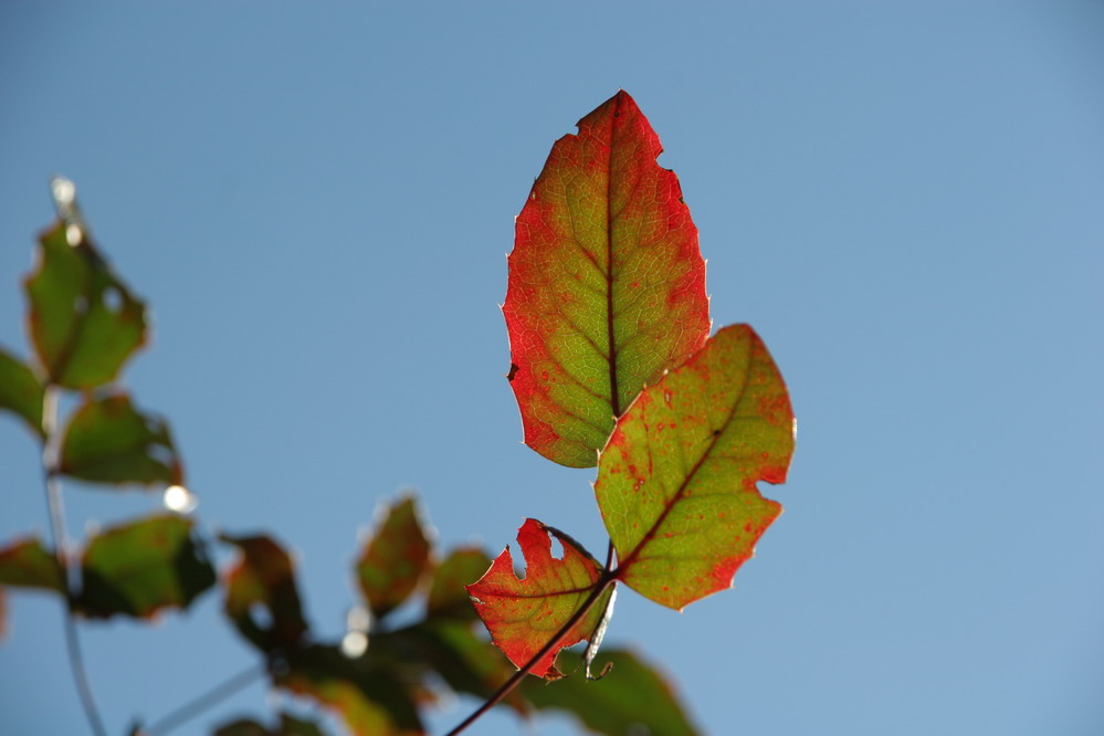 red shape