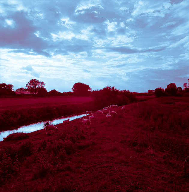 Red Sheep in Blue Sky