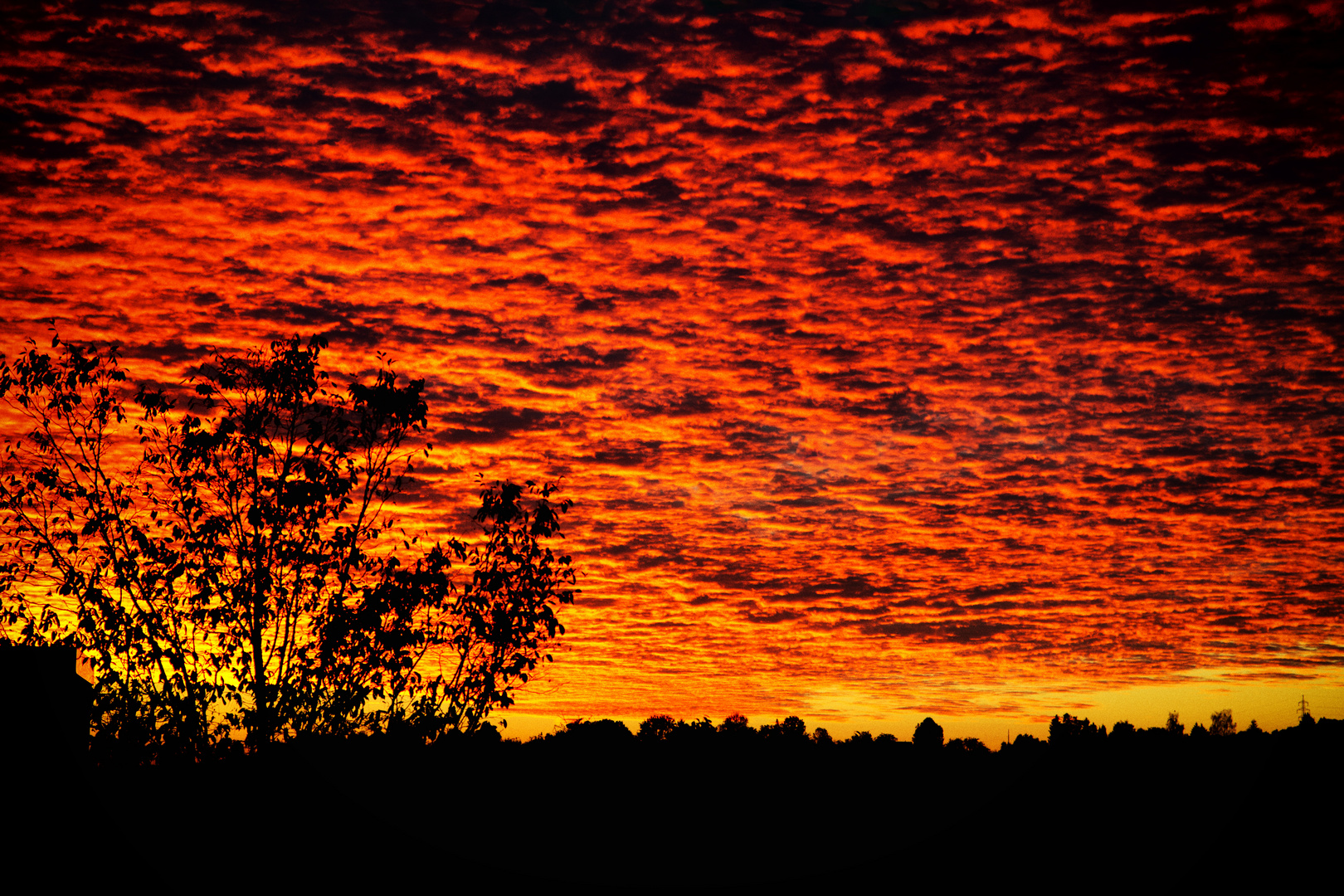 Red Sheep Sky