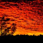 Red Sheep Sky