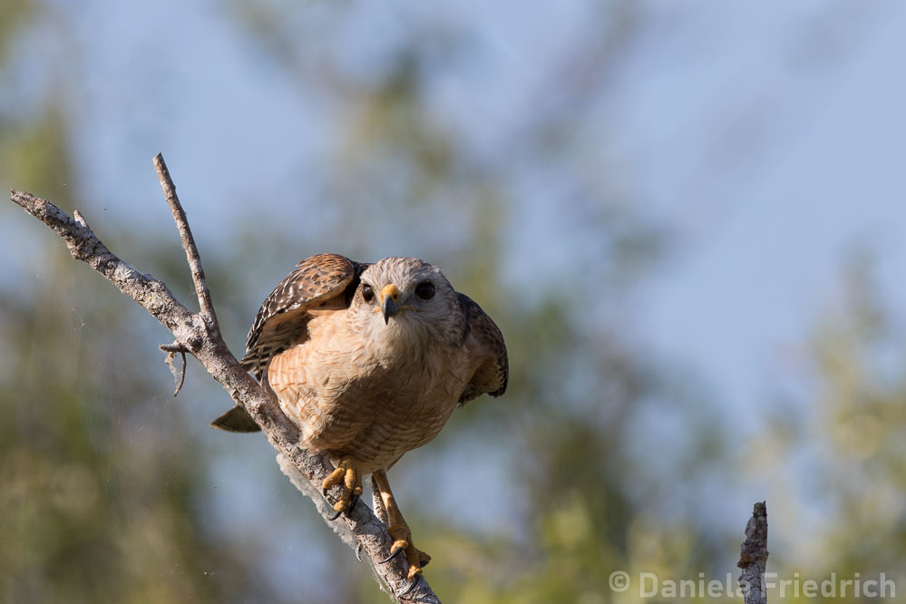 Red Shoulderd Hawk