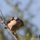 Red Shoulderd Hawk