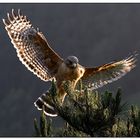 Red Shouldered Hawk 26