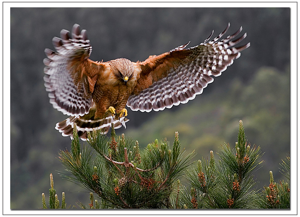 Red Shouldered Hawk #28