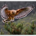 Red Shouldered Hawk #28