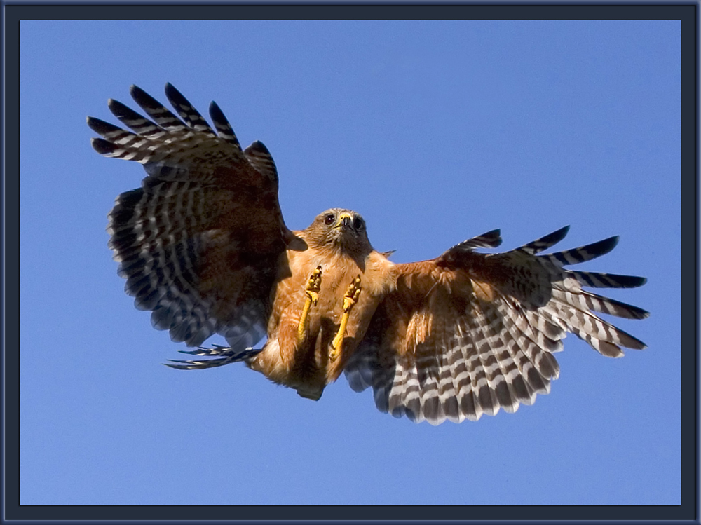 Red Shouldered Hawk #29