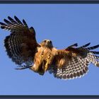 Red Shouldered Hawk #29